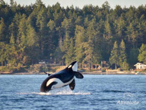 orca jumping fishing charter campbell river