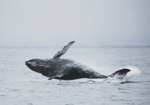 Fishing charter Campbell River whale watching