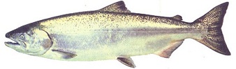 Chinook Salmon White Background - bc salmon species image