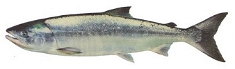 Chum Salmon White Background - bc salmon species