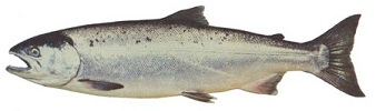 salmon species in bc