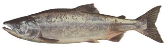 Pink Salmon White Background - bc salmon species