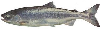 salmon fishing Vancouver Island - bc salmon species image