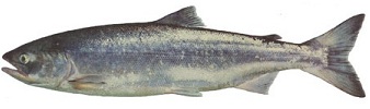 KUFA Sports IM8 Salmon Steelhead Chinook Chum COHO Pink Sockeye